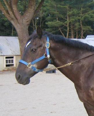 Horse Photo School Composition Book Equine Paddock Stable: Horse Photo Equine Covers Composition Books Notebooks (Notebook, Diary, Blank Book)