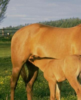 Horse Photo School Composition Book Equine Nursing Foal: Horse Photo Equine Covers Composition Books Notebooks (Notebook, Diary, Blank Book)