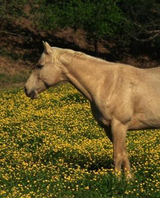 Horse Photo School Composition Book Equine Palomino Yellow Flowers: Horse Photo Equine Covers Composition Books Notebooks (Notebook, Diary, Blank Book)