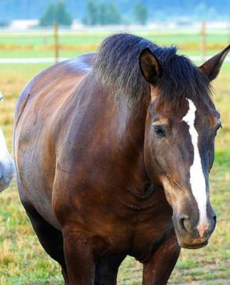 Horse Photo School Composition Book Equine Pasture Mates: Horse Photo Equine Covers Composition Books Notebooks (Notebook, Diary, Blank Book)