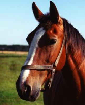 Horse Photo School Composition Book Equine Brown Horse: Horse Photo Equine Covers Composition Books Notebooks (Notebook, Diary, Blank Book)