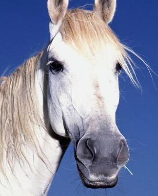Horse Photo School Composition Book Equine White Horse: Horse Photo Equine Covers Composition Books Notebooks (Notebook, Diary, Blank Book)