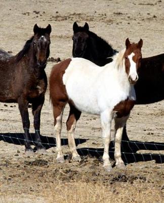 Horse Photo School Composition Book Equine Pasture Trio: Horse Photo Equine Covers Composition Books Notebooks (Notebook, Diary, Blank Book)