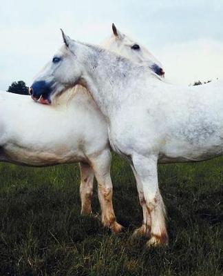 Horse Photo School Composition Book Equine Percherons Grooming Each Other: Horse Photo Equine Covers Composition Books Notebooks (Notebook, Diary, Blank Book)
