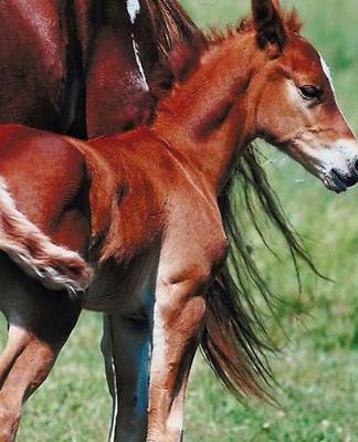 Horse Photo School Composition Book Equine Pinto Mare Foal: Horse Photo Equine Covers Composition Books Notebooks (Notebook, Diary, Blank Book)