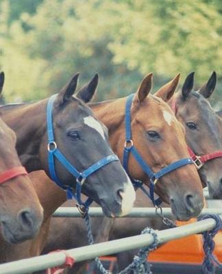 Horse Photo School Composition Book Equine Polo Pony String: Horse Photo Equine Covers Composition Books Notebooks (Notebook, Diary, Blank Book)