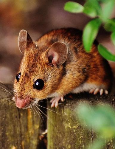 Notebook: Mouse Rodent Cute Mammal Nature Animal 8.5 x 11 150 Ruled Pages