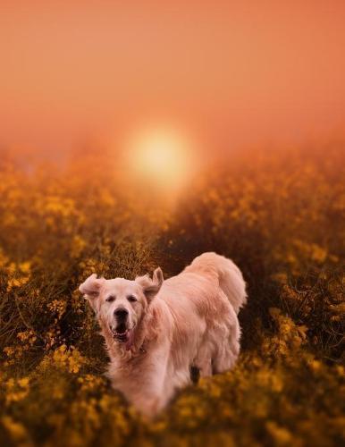 Notebook: Dog Animal Summer Golden Retriever Animal 8.5 x 11 150 Ruled Pages