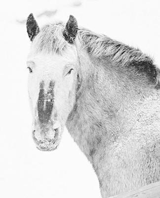 Horse Photo School Composition Book Equine Pony Snowstorm: Horse Photo Equine Covers Composition Books Notebooks (Notebook, Diary, Blank Book)