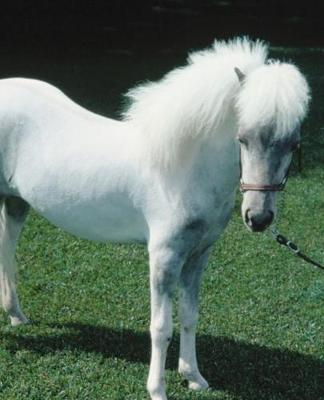 Horse Photo School Composition Book Equine Poofy White Pony: Horse Photo Equine Covers Composition Books Notebooks (Notebook, Diary, Blank Book)