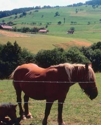 Horse Photo School Composition Book Equine Pretty Rural Scene: Horse Photo Equine Covers Composition Books Notebooks (Notebook, Diary, Blank Book)