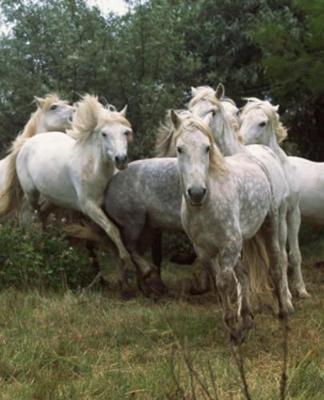 Horse Photo School Composition Book Equine Running Grey Horse Herd: Horse Photo Equine Covers Composition Books Notebooks (Notebook, Diary, Blank Book)