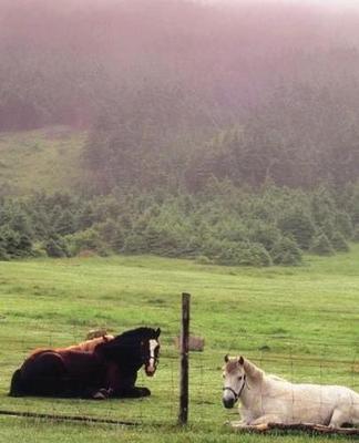 Horse Photo School Composition Book Equine Resting Pasture Horses: Horse Photo Equine Covers Composition Books Notebooks (Notebook, Diary, Blank Book)