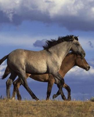 Horse Photo School Composition Book Equine Running Yearlings: Horse Photo Equine Covers Composition Books Notebooks (Notebook, Diary, Blank Book)