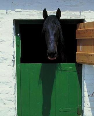 Horse Photo School Composition Book Equine Stabled Horse French Door: Horse Photo Equine Covers Composition Books Notebooks (Notebook, Diary, Blank Book)