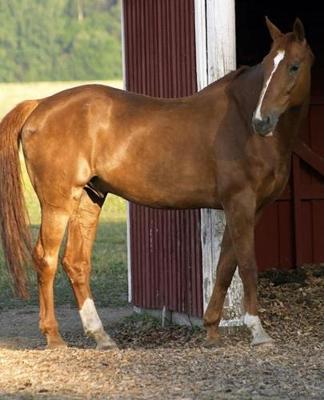 Horse Photo School Composition Book Equine Standing Chestnut: Horse Photo Equine Covers Composition Books Notebooks (Notebook, Diary, Blank Book)