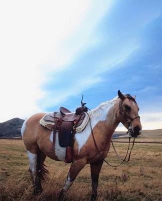 Horse Photo School Composition Book Equine Trusted Steed: Horse Photo Equine Covers Composition Books Notebooks (Notebook, Diary, Blank Book)