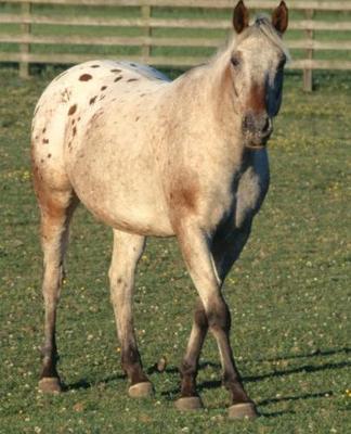 Horse Photo School Composition Book Equine Walking Appaloosa: Horse Photo Equine Covers Composition Books Notebooks (Notebook, Diary, Blank Book)
