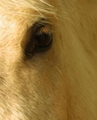 Horse Photo School Composition Book Equine White Horse Closeup: Horse Photo Equine Covers Composition Books Notebooks (Notebook, Diary, Blank Book)