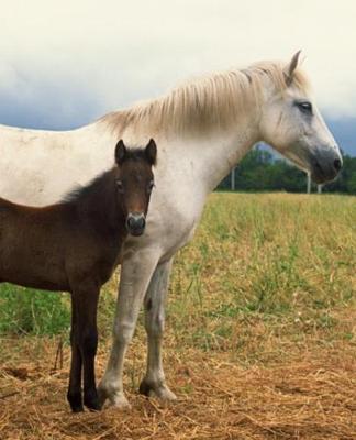 Horse Photo School Composition Book Equine White Mare Bay Foal: Horse Photo Equine Covers Composition Books Notebooks (Notebook, Diary, Blank Book)