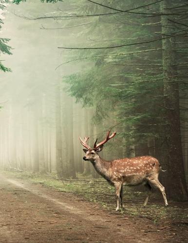 Notebook: Landscape Forest Deer Doe Antlers Antler Fauna 8.5  x 11  150 Ruled Pages