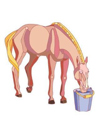Horse Illustration School Composition Book Equine Horse Drinking From Bucket: Horse Picture Equine Covers Composition Books Notebooks (Notebook, Diary, Blank Book)