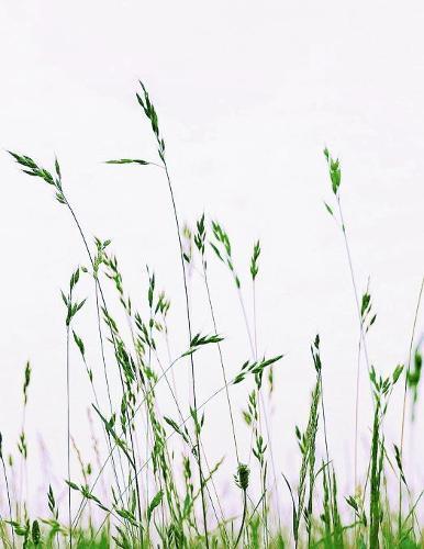 Notebook: Meadow Grass Nature Green Summer Blades of Grass 8.5 x 11 150 Ruled Pages