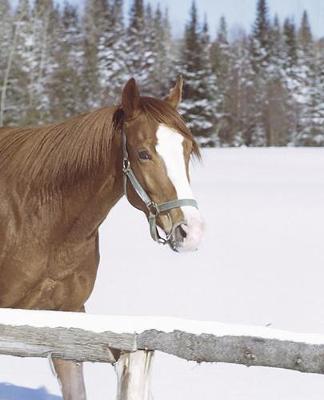 Horse Photo School Composition Book Equine Winter Horse Snow: Horse Photo Equine Covers Composition Books Notebooks (Notebook, Diary, Blank Book)