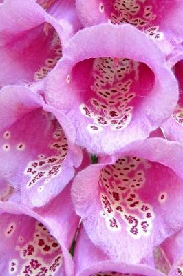 Foxglove Flowers in Pink Journal: 150 Page Lined Notebook/Diary