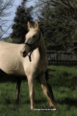 Cheval Carnet de notes: Journal ligne de 119 pages- Une belle idee de cadeau pour les amoureux des animaux