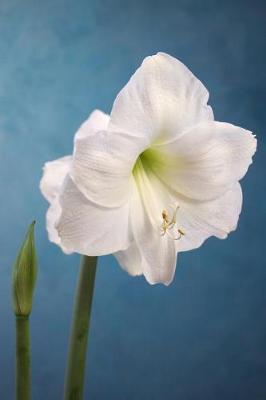 The Amaryllis Journal: For Flower Lovers, Gardeners, and Women Named Amaryllis