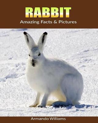 Rabbit: Amazing Facts & Pictures
