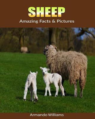 Sheep: Amazing Facts & Pictures