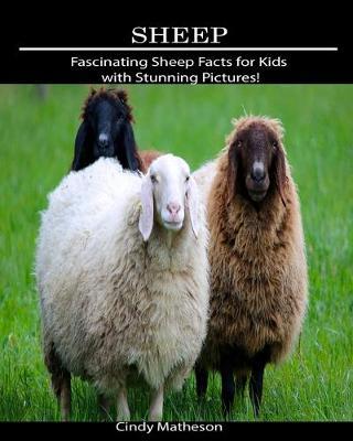 Sheep: Fascinating Sheep Facts for Kids with Stunning Pictures!
