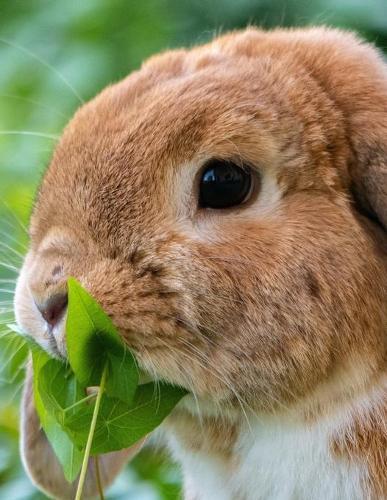 Notebook: rabbit hare european rodent cottontail bunny raccoon squirrel bunny bunnies rabbits