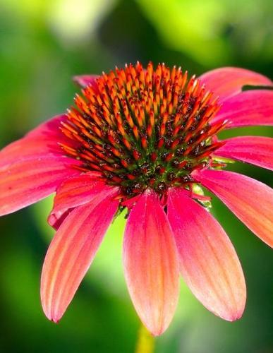 Notebook: echinacea herbs thyme dill basil parsley rosemary fennel coriander herbs oregano