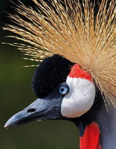 Notebook: crane heron bird migration demoiselle crane whooping crane blue crane bird