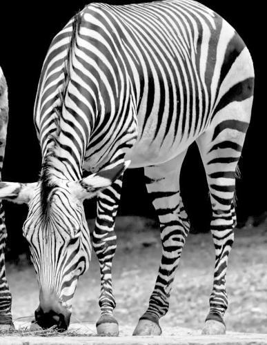 Notebook: zebra horse mountain zebras Africa equine donkey zoo African safari herd wildlife wild