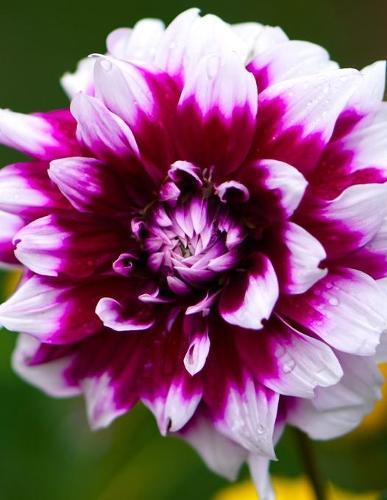 Notebook: Dahlia Chrysanthemum Flower Zinnia Petal Azalea 8.5  x 11  (21.59cm x 27.94cm)