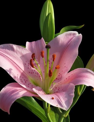 Notebook: lilly calla flower bulb gardening garden gardens design landscaping landscape