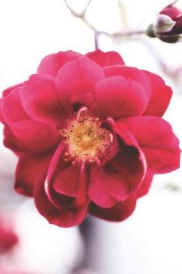 Red Rose: Journal, Notebook, or Diary (Flowers, Garden, Blooms) - Blank Lined, 6 X 9 Inches, 150 Pages