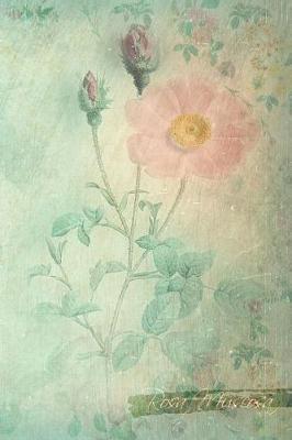 Rosa Muscosa: Floral Notebook with Flower Illustrations on Every Page