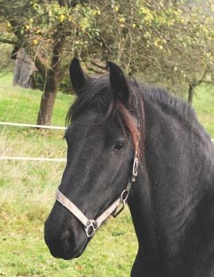 Horse Notebook: 8.5 X 11 Notebook/Journal, 100 Lined Pages