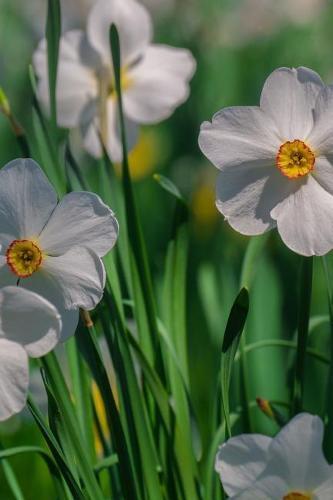 Notebook: Flowers daffodils spring flower yellow ball dimples immunity tribal vote poster wall art