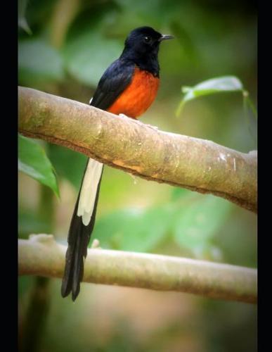 Notebook: bird colourful endemic Indonesia outdoor birds nature outside environment feather cage