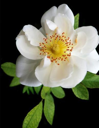 Notebook: Rose white flower perfume garden nature roses wedding vase flowers bouquet wire arranging