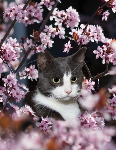 Notebook: Cat domestic cat cat's eyes portrait farm cats pet toy bed collar jacket costume shampoo