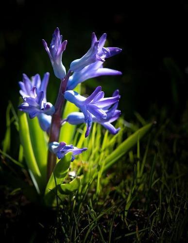 Notebook: Hyacinth flower blue blossom bloom fragrant bulb bulbs garden vase flowers blue purple mauve