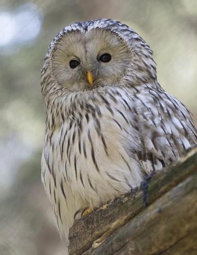Notebook: Owl wild animals bird of prey wildfowl fowl owls preying wildlife animal birds nature natural