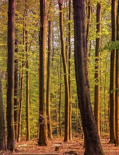 Notebook: Wood nature landscape forest deciduous tree trees leaf leaves branch branches forestry